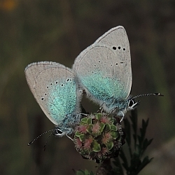 Green-underside Blues – Glaucopsyche alexis